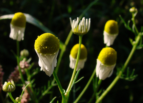 lente alweer voorbij???