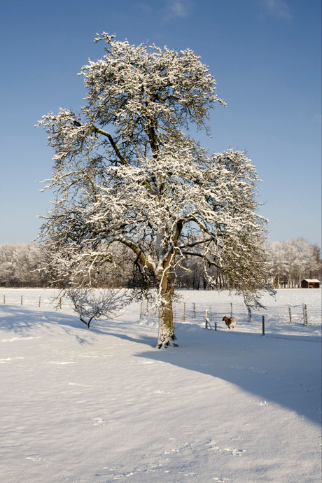 Perenboom in de sneeuw