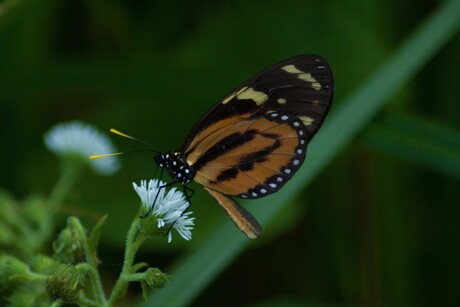 heliconius, vlinder