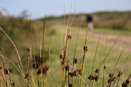 Natuurgebied de Nederlanden Texel