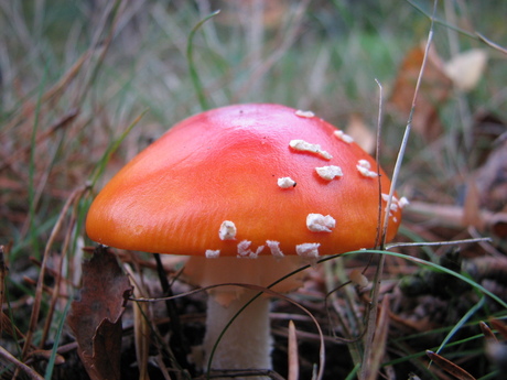 Rood met witte stippen