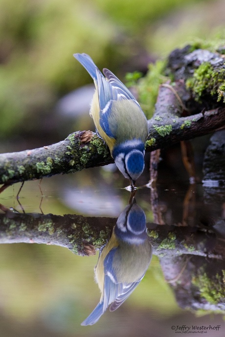 Birds reflection