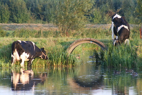 Koetje boe