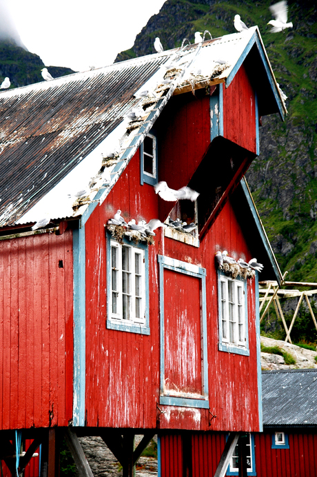 Vissershuis Lofoten