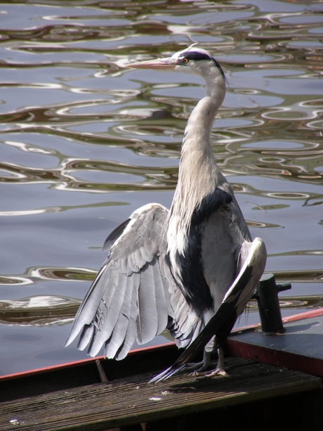 Reiger deel 2