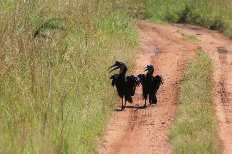 Abyssinian Ground-hornbills