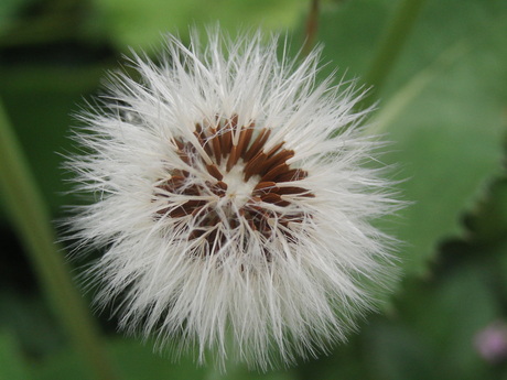 Uitgebloeid plantje