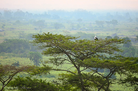 Africa landscape