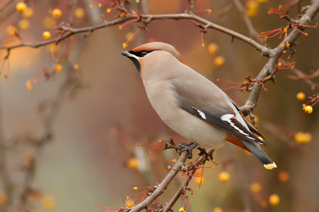 Waxwing Autumn Style