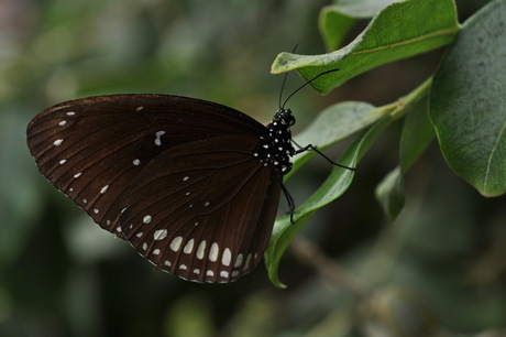 Oleander vlinder