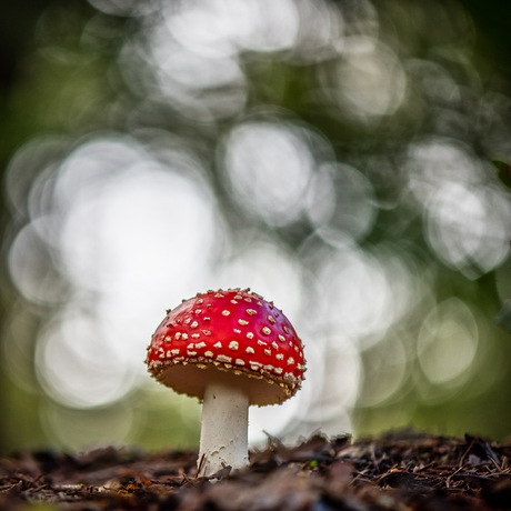 Rood met witte stippen