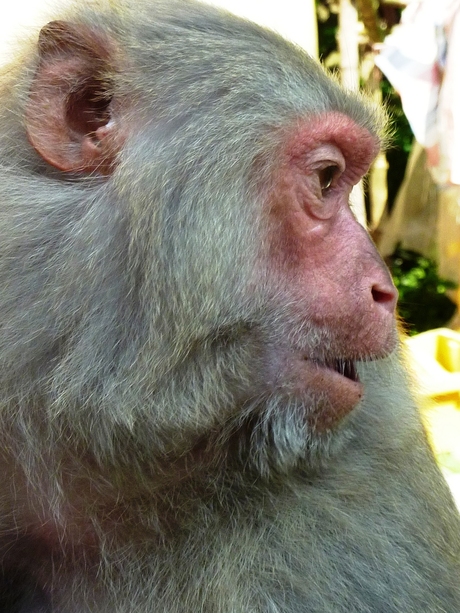 2012 Vietnam makaak (macaca nemestrina) Monkey Island Nha Trang.JPG