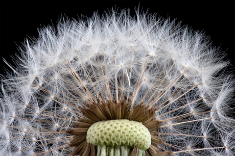 Dandelion