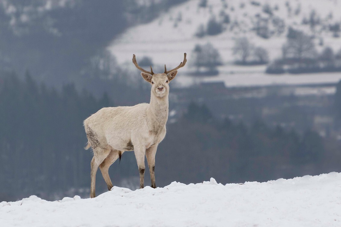 wit hert - - - foto door FrancoisP op 18-01-2021 - deze foto bevat: boom, natuur, licht, sneeuw, winter, dieren, landschap, bos, bergen, Hoge venen