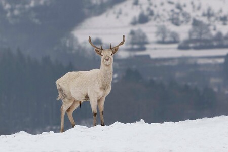 wit hert - - - foto door FrancoisP op 18-01-2021 - deze foto bevat: boom, natuur, licht, sneeuw, winter, dieren, landschap, bos, bergen, Hoge venen