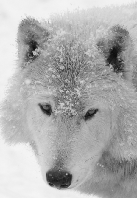 wolf in winterkleed