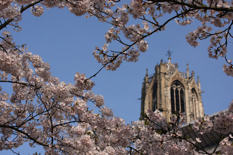 Bloesem in Utrecht