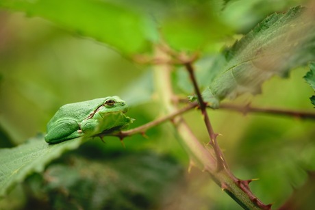 Kleine boomkikker