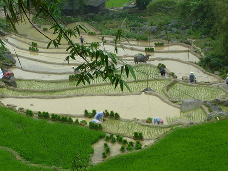 2012 Vietnam rijstvelden.JPG