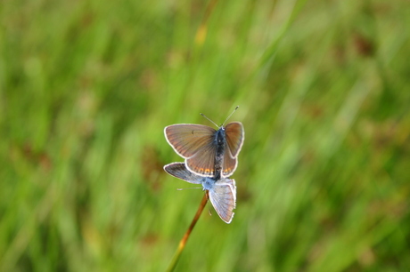 Wikkeblauwtje parend = Polyommatus amandus