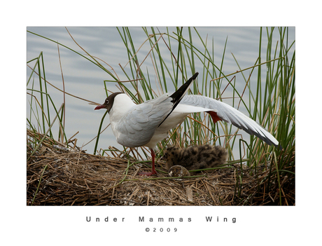 Under mammas wing