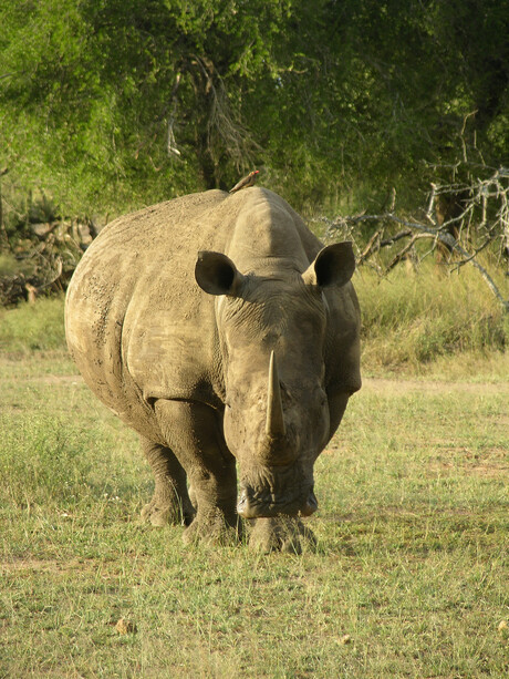 Neushoorn met vogel