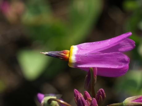 FSZ2 Dodecatheon Red Wings