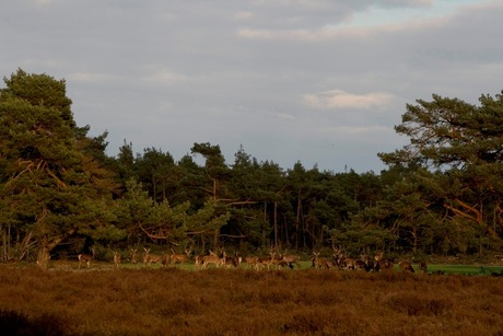 herten in park hoge veluwe