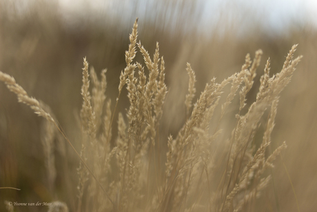 Door het gras....