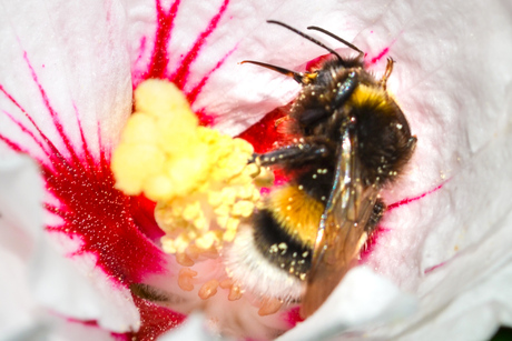 Bij in de nectar