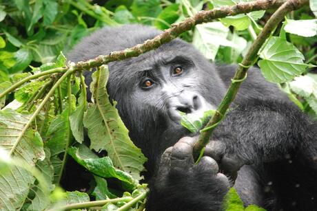 Gorilla Bwindi