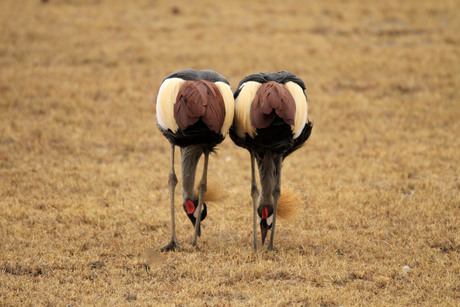 Kroonkraanvogels synchroon