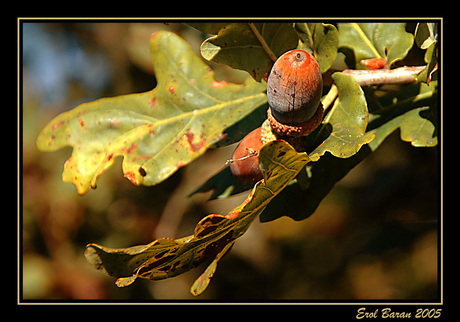 Herfst