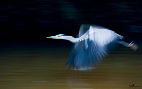 reiger