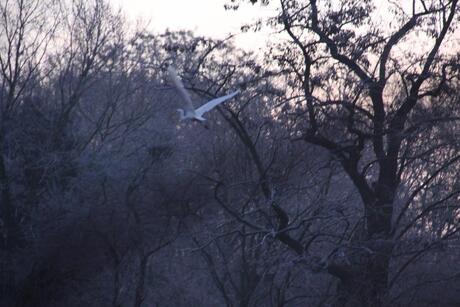 Witte reiger (Zilverreiger)