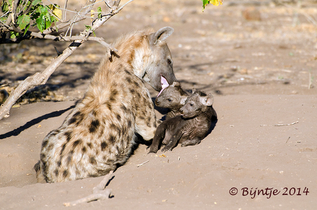 Hyena met 2 welpen