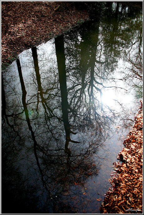 Reflection II : The Trees