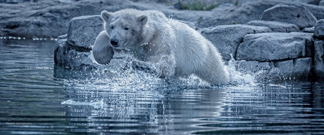 Jump polar bear ...