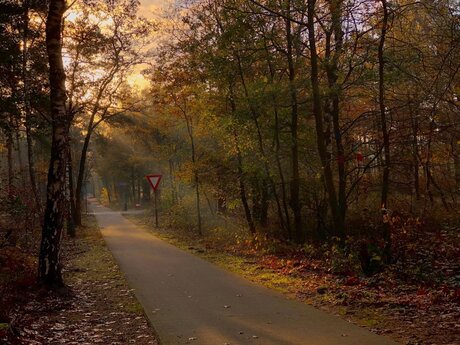 Sunset in the forest