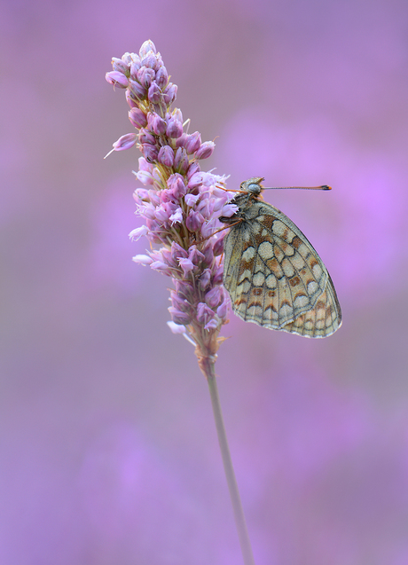 Duinparelmoervlinder