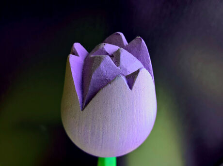 Tulp