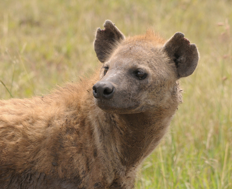 hyena in de Serengeti