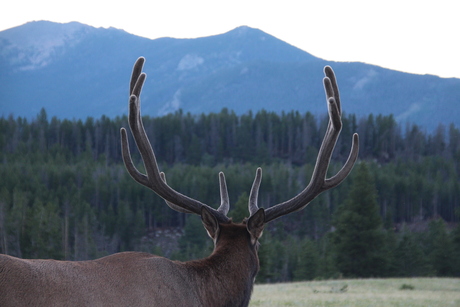 Elk in Estes Park, Rocky Mountains