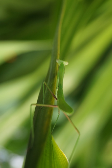 it is not so easy being green