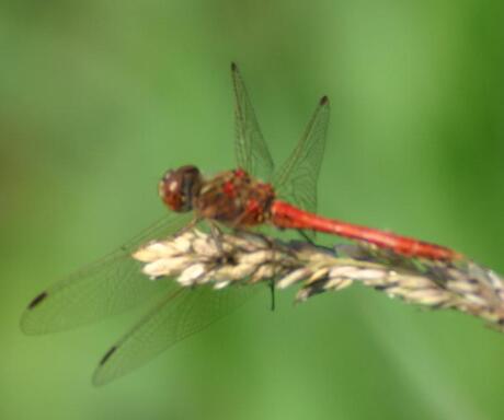 Synpetrum vulgatum = Steenrode heidelibel mannetje