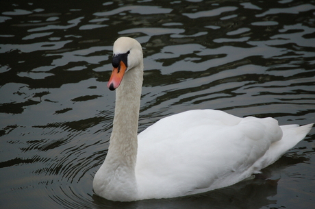 Zwaan zonder vogelpest