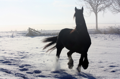 Paard in de sneeuw..