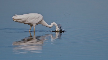 Gr. zilverreiger