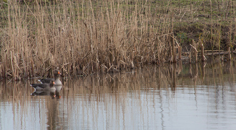 gouwgans duo