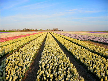 Nederland is zoooooooo mooi!!! (2) Bloembollenvelden Alkmaar